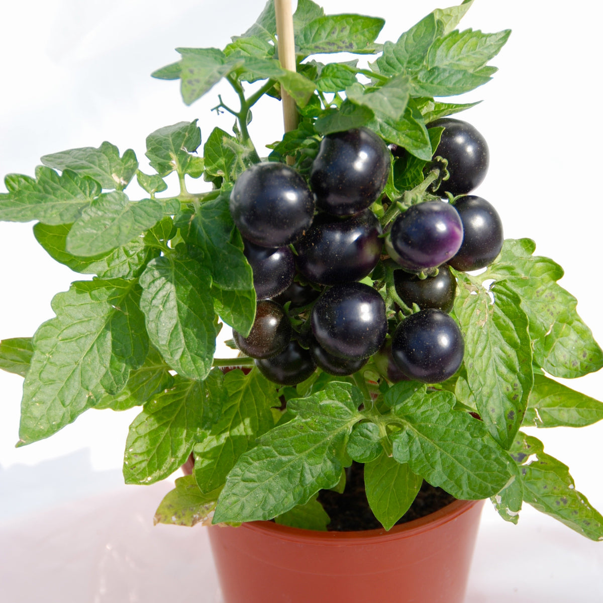 Tomate cerise Tartufo - Bakker