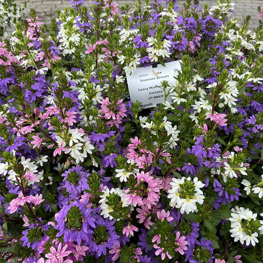 3 Scaevola rose, bleu, blanc en mélange - Bakker