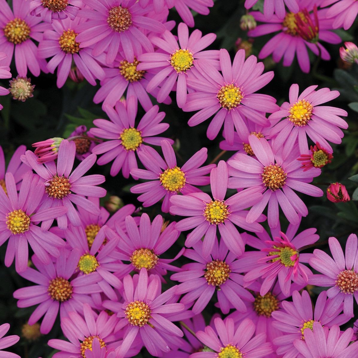 3 Brachyscomes Magenta - Brachyscome multifida - Bakker