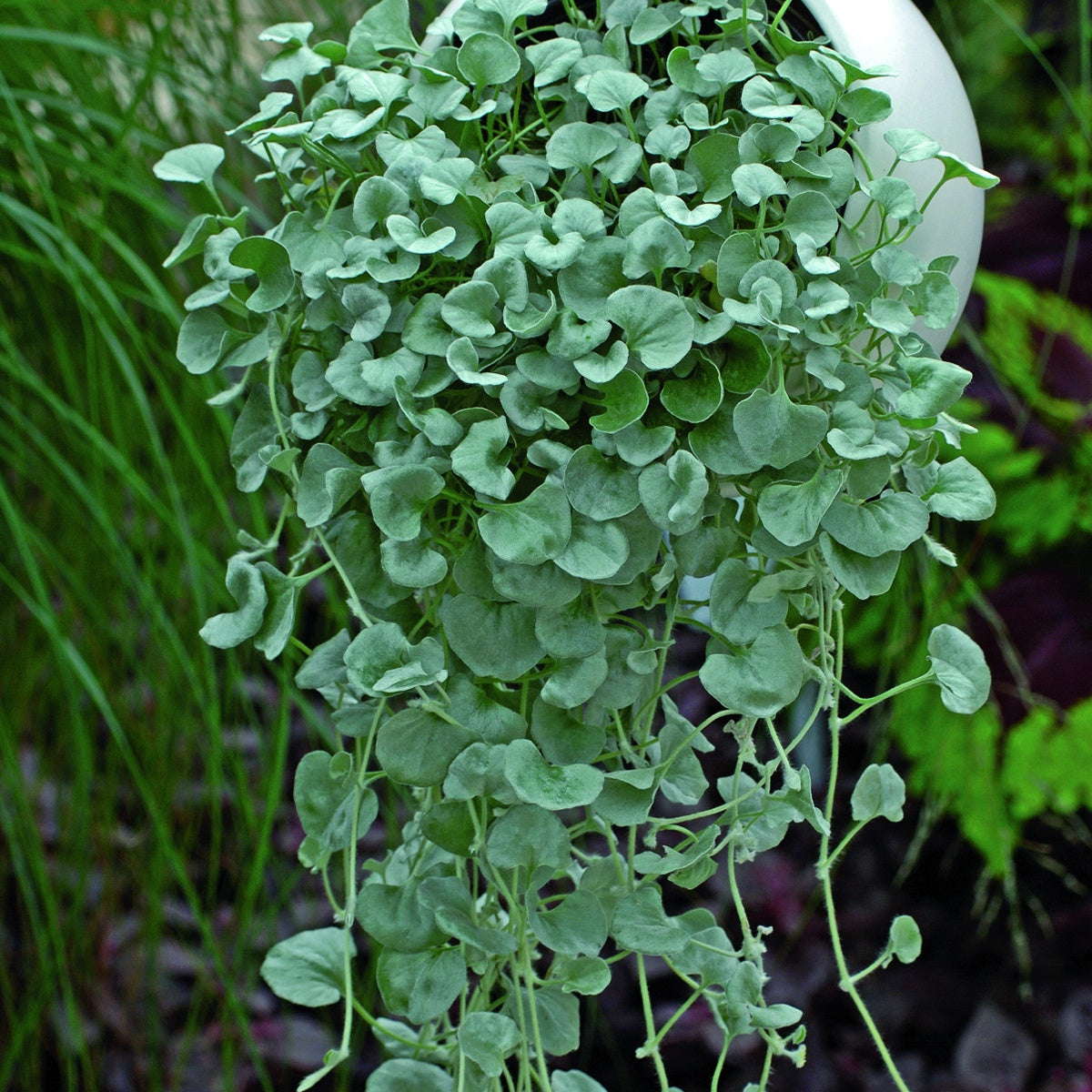 Dichondra argentea Silver Falls - 3 Dichondras rampants - Plantes vivaces