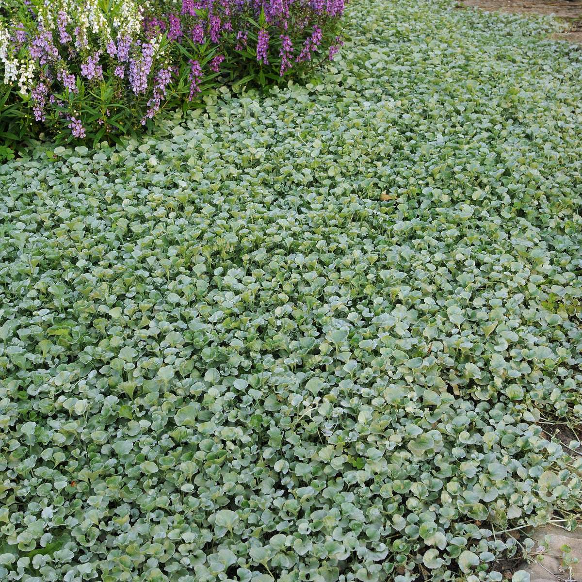 3 Dichondras rampants - Dichondra argentea Silver Falls - Bakker