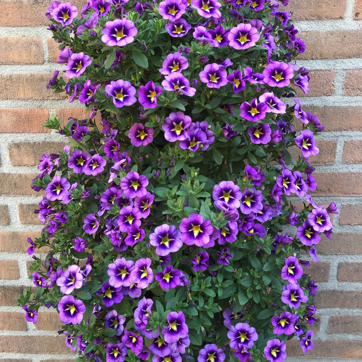 Petunia et Calibrachoa - 3 Mini-pétunias Bumble Bee - Calibrachoa Cabaret® Bumble Bee