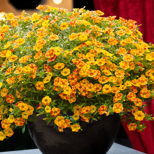 3 Mini-pétunias jaunes/rouges - Bakker