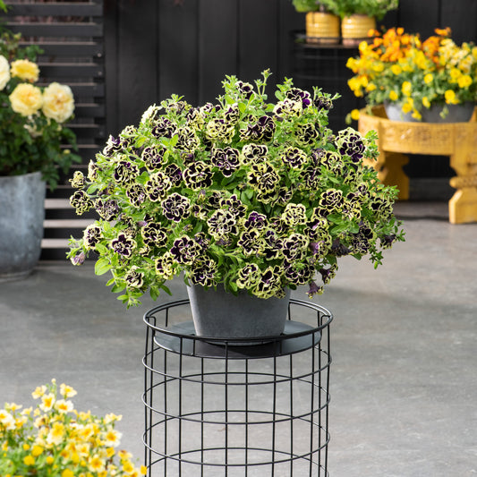 3 Pétunias fleur double noir/jaune - Bakker