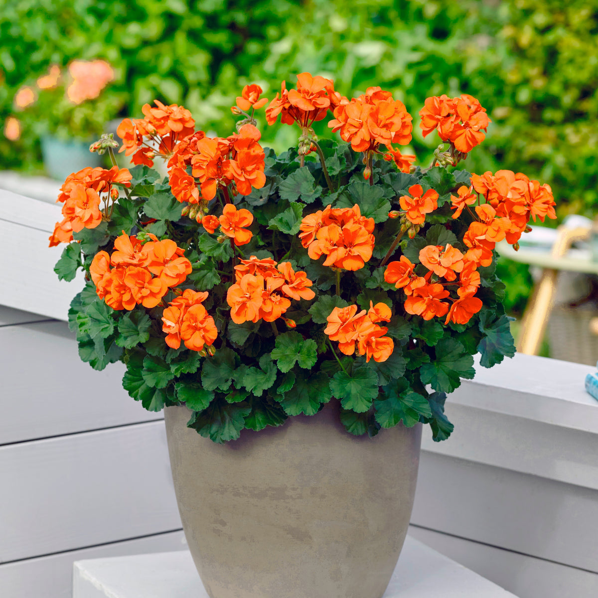 Géraniums orange - Bakker