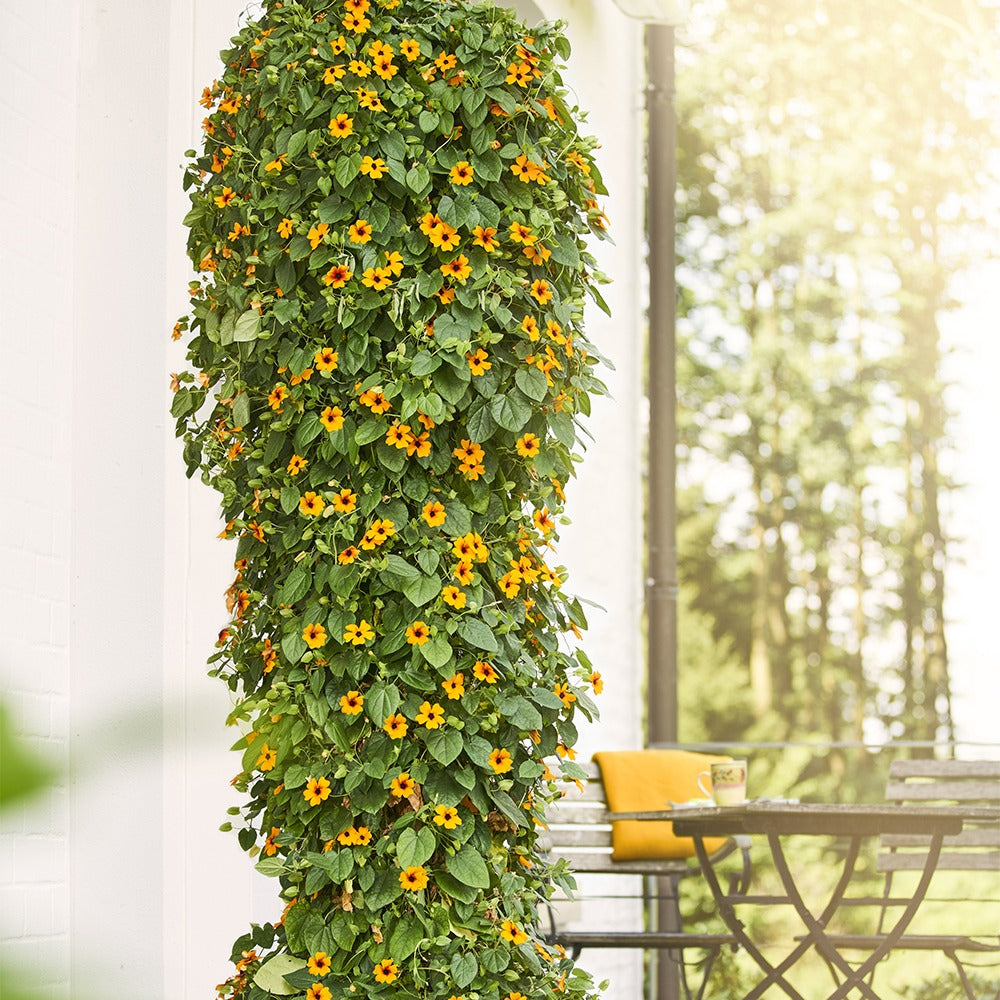 Thunbergia alata Sunny Susy® - Suzanne orange aux yeux noirs - Plantes de terrasses et balcons pour pot et balconière