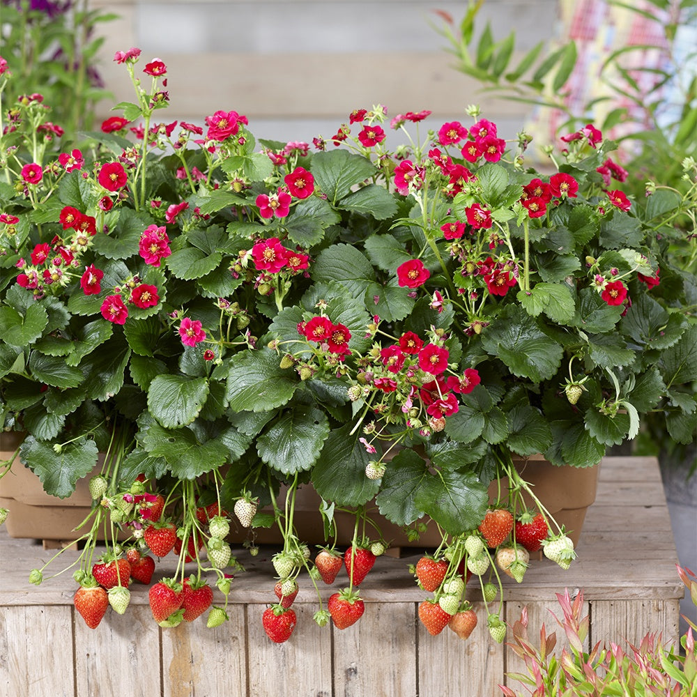 Fraisiers - 3 Fraisiers Summer Breeze - Fragaria summer breeze®  rose