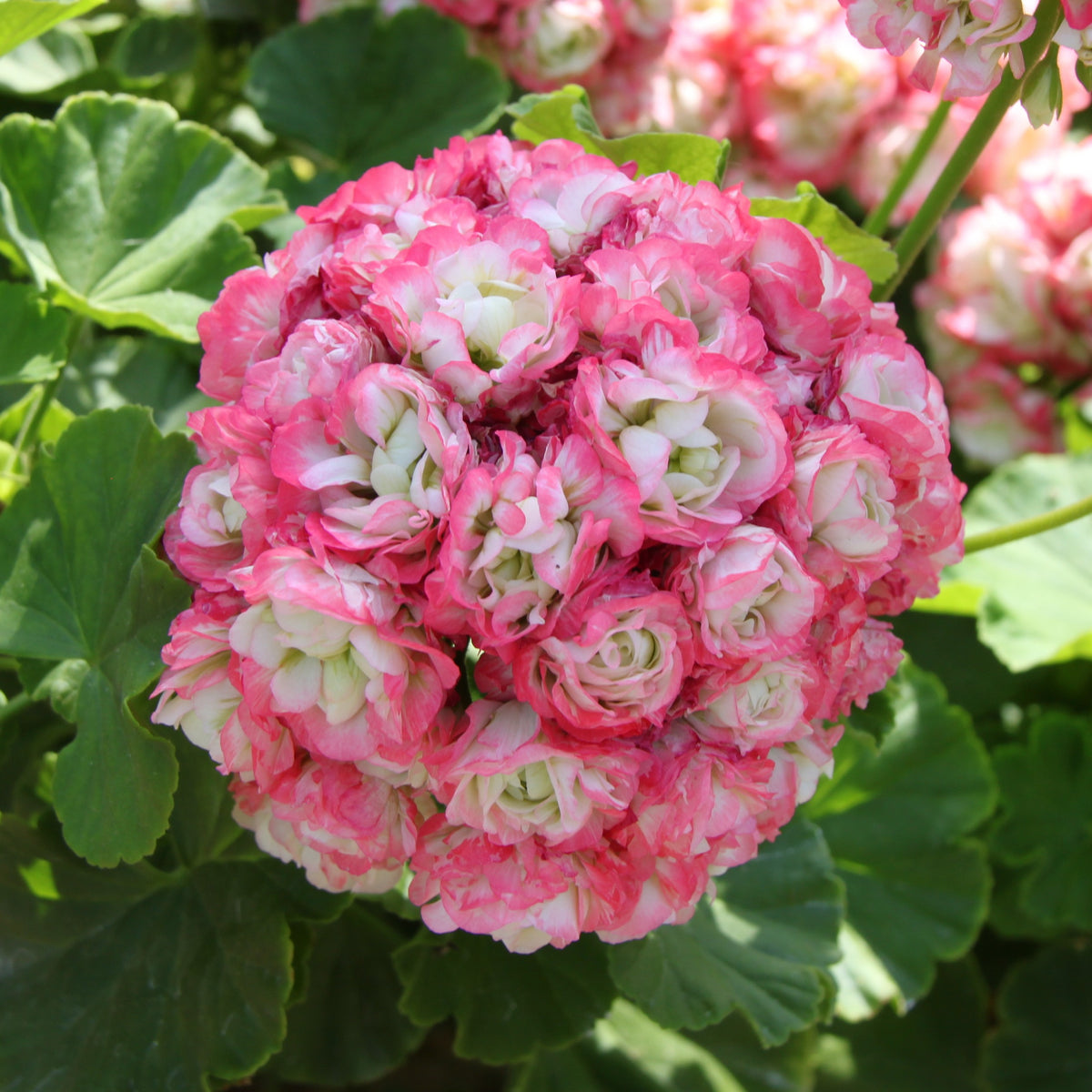 Géranium - Pélargonium - 3 Géraniums rose abricot - Pelargonium zonale apple blossom