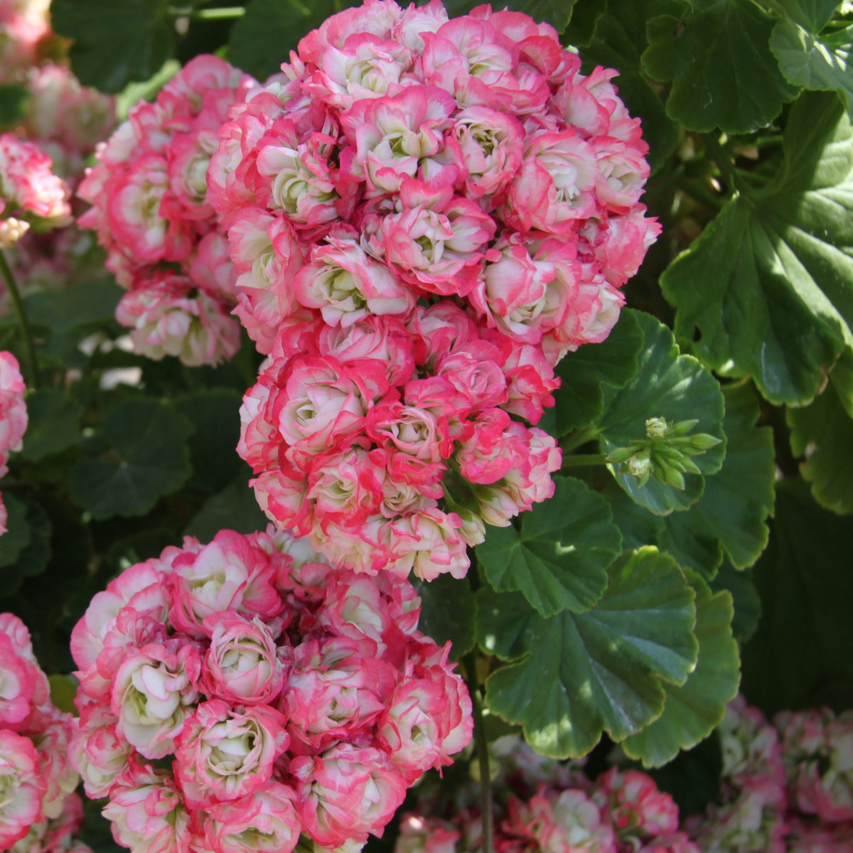 3 Géraniums rose abricot - Pelargonium zonale apple blossom - Bakker