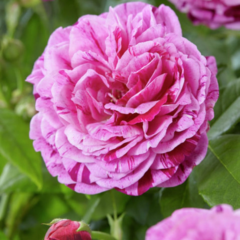 Bakker - Rosier botanique Ferdinand Pichard (Bourbon) - Rosa Ferdinand Pichard - Par variété