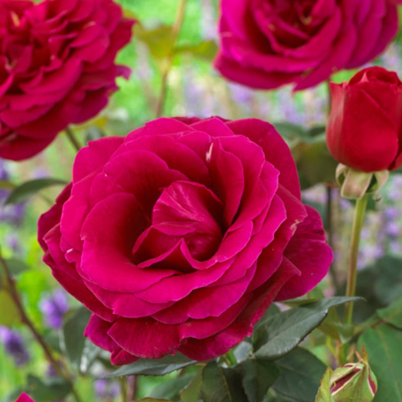 Bakker - Rosier Oklahoma - Rosa oklahoma - Par variété