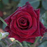 Collection de 3 Rosiers buissons : Black Baccara, Candy stripe, Helga - Rosa 'black baccara', 'candy stripe', 'helga' - Bakker