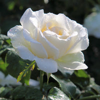 Vente Collection de 5 Rosiers pour bouquets