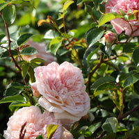 Bakker - Rosier grimpant Gloire de Dijon - Rosa grimpant gloire de dijon - Plantes d'extérieur