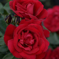 Rosier arbuste Shalom ®