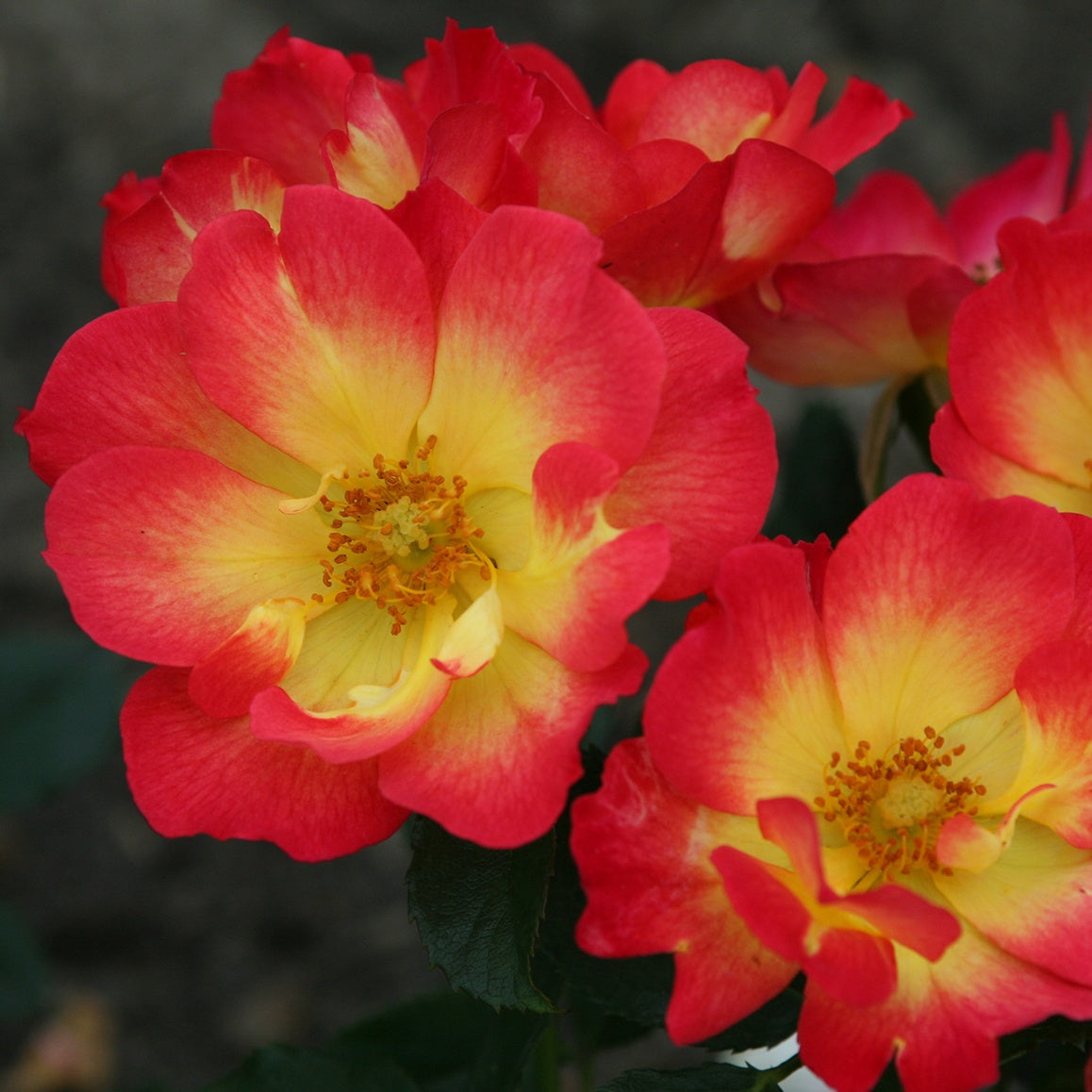 Bakker - Rosier Summer of Love® - Rosa Summer of Love® - Plantes d'extérieur