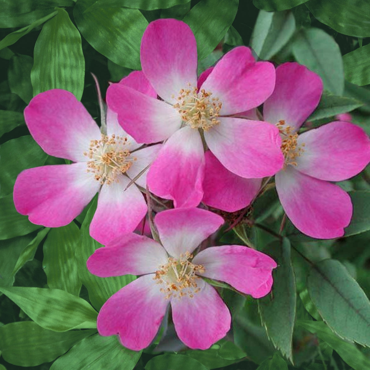 Rosier Glauca - Bakker