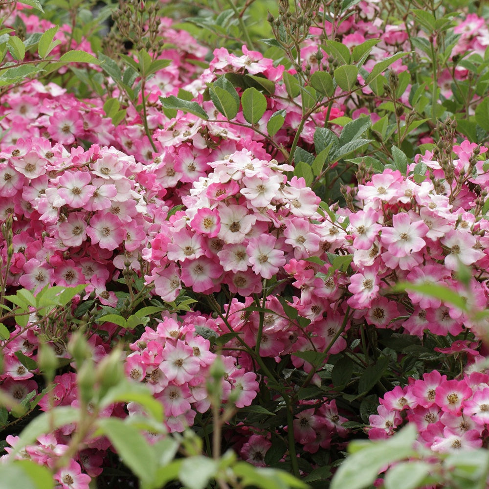 Rosier Ballerina - Bakker
