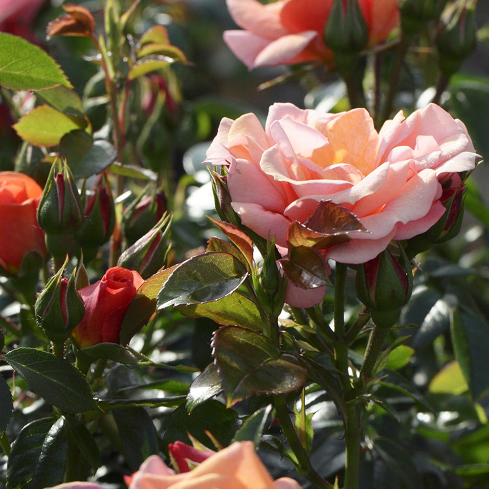 Rosiers parfumés | Achat en ligne sur Bakker.com