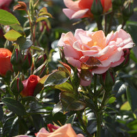 Bakker - Rosier Aprikola® - Rosa Aprikola ® - Plantes d'extérieur