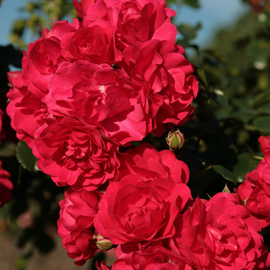 Bakker - Rosier Toscana® - Rosa Toscana ® - Plantes d'extérieur