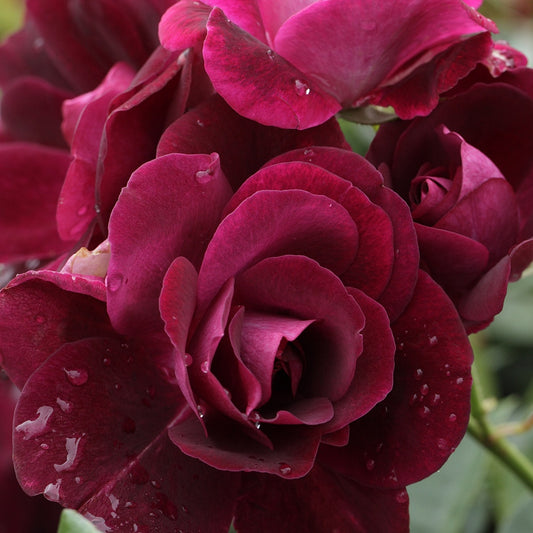 Rosier Burgundy Ice ® - Bakker