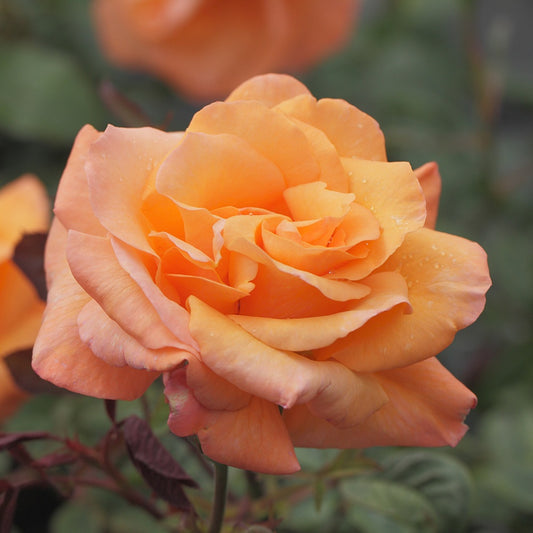 Rosier grimpant Orange Climber - Bakker.com | France