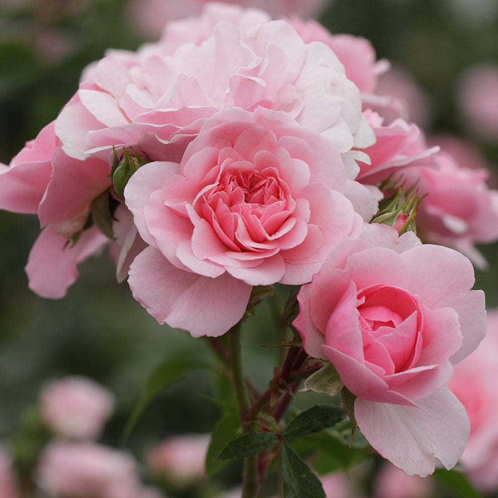 Rosa Bonica 82 ® - Rosier Bonica 82® - Rosiers parfumés