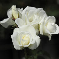 Rosier Iceberg® Rosier Fée des neiges - Bakker