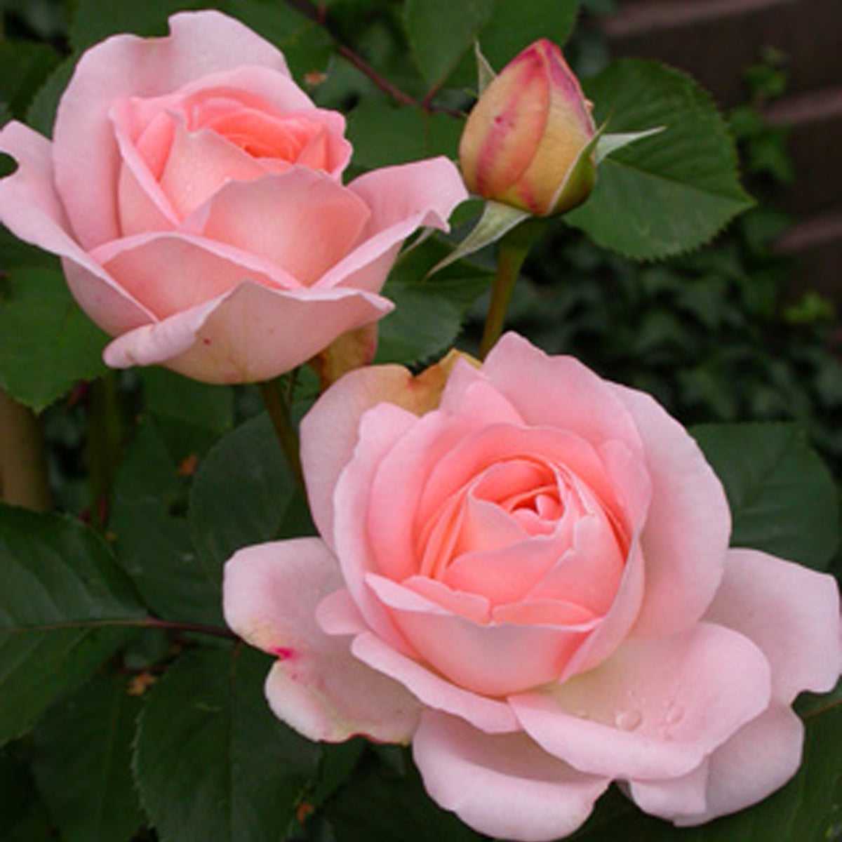 Rosa clair™renaissance ® - Rosier  Clair™Renaissance ® - Rosiers à grandes fleurs
