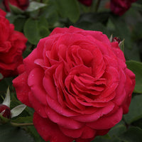 Rosiers à grandes fleurs - Rosier à grandes fleurs 'Dame de Coeur' - Rosa dame de cœur, rosa queen of hearts, rosa herz-dame