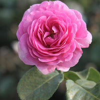 Rosa ozeana ® - Rosier grimpant 'Ozeana' - Rosiers grimpants