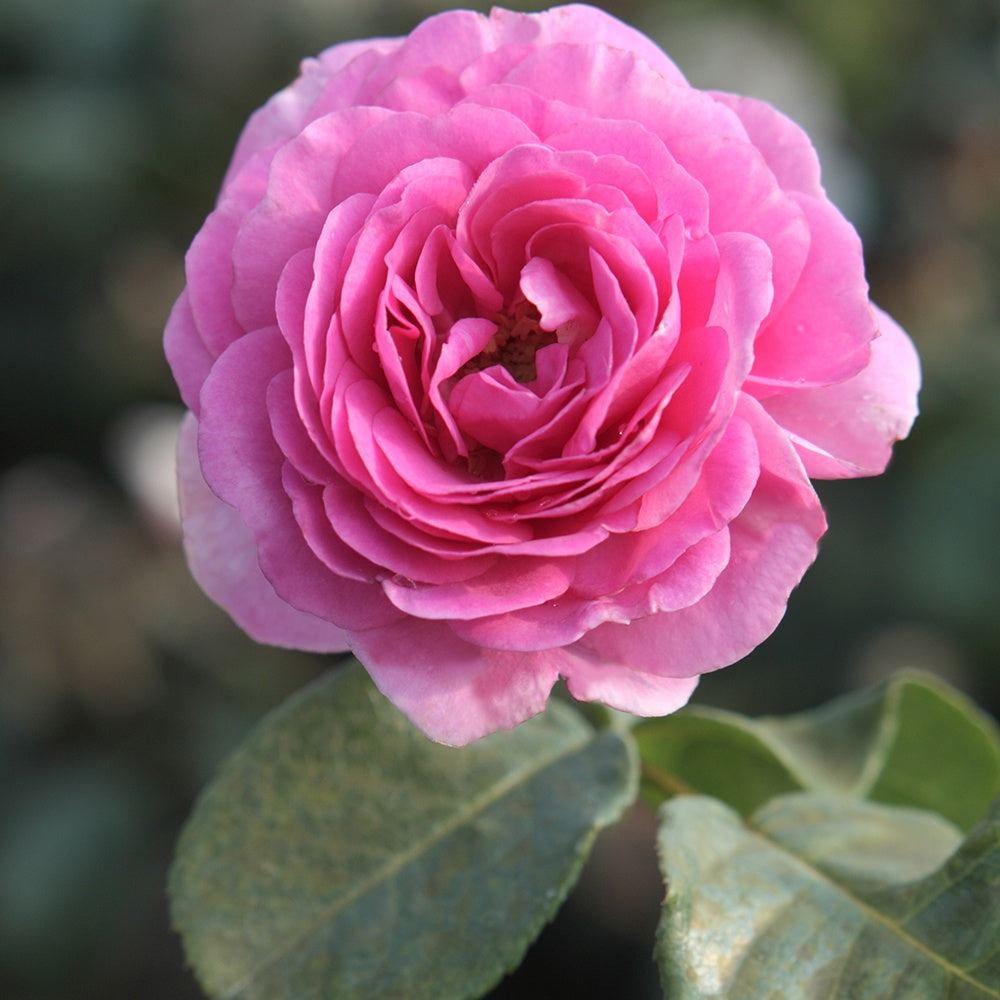 Rosa ozeana ® - Rosier grimpant 'Ozeana' - Rosiers grimpants