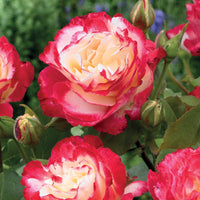 Bakker - Rosier buisson Double Delight - Rosa Double Delight - Plantes d'extérieur