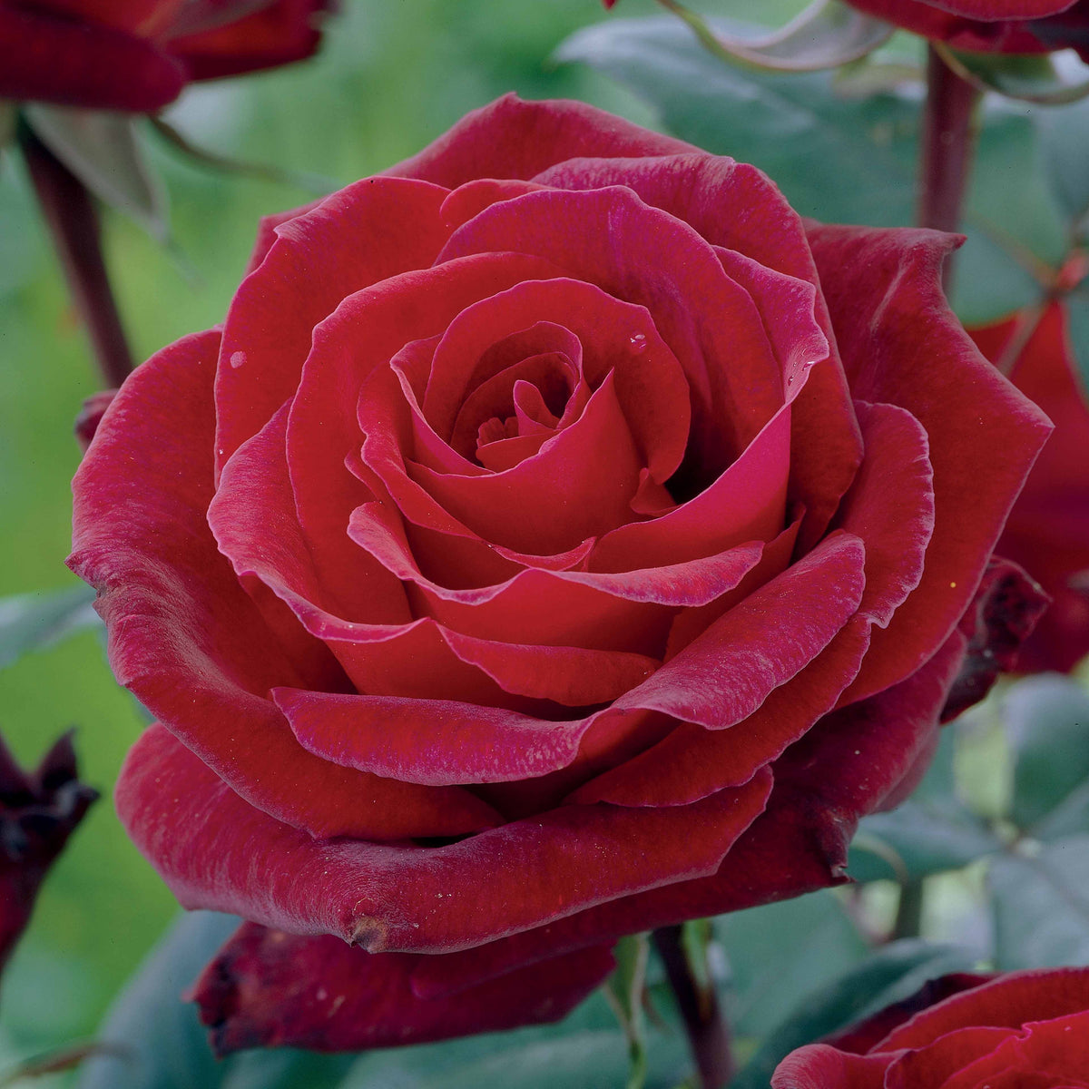Rosier buisson Barkarole - Rosa Barkarole - Bakker