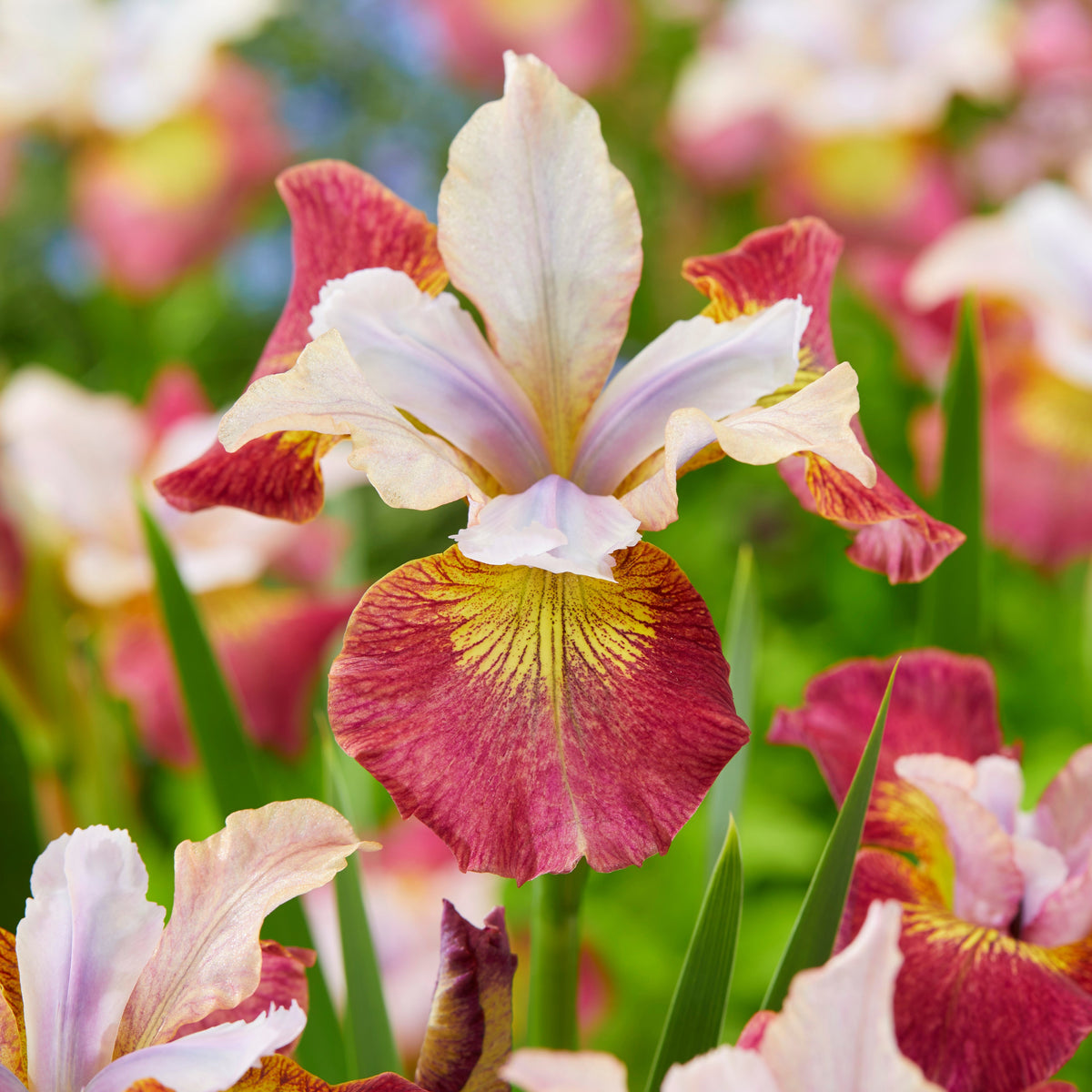 3 Iris de Sibérie Sugar Rush - Bakker
