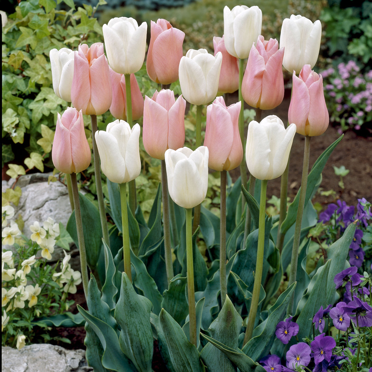 10 Tulipes Sweet candy en mélange - Bakker