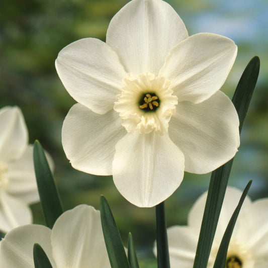 Bakker - 5 Mini-narcisses Princess Zaide - Narcissus 'princess zaide' - Bulbes à fleurs