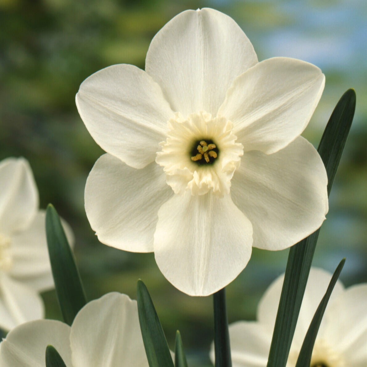 Bakker - 5 Mini-narcisses Princess Zaide - Narcissus 'princess zaide' - Bulbes à fleurs