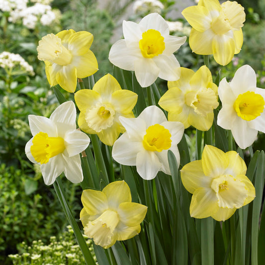 Bakker - 10 Narcisses à grande couronne Mainstreet - Narcissus 'mainstreet' - Bulbes à fleurs