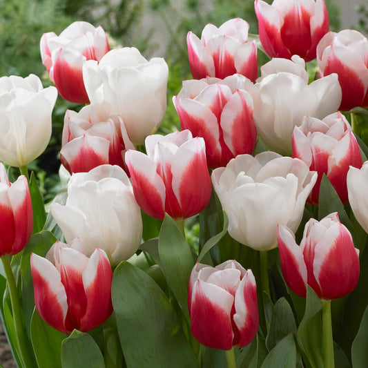Bakker - 10 Tulipes Red snow en mélange - Tulipa  'red snow' - Bulbes à fleurs