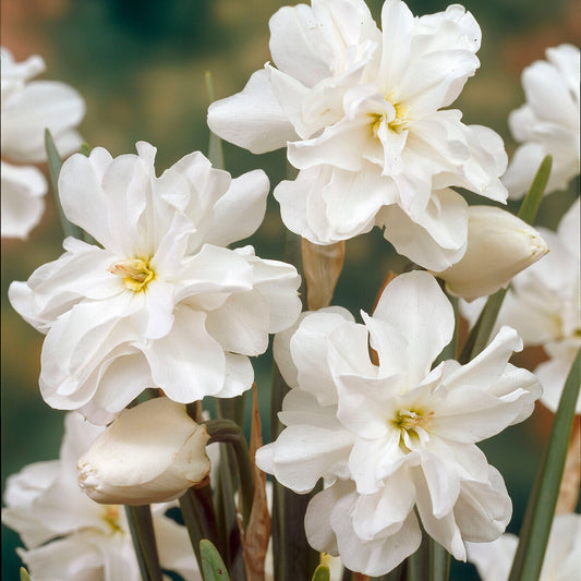 Bakker - 10 Narcisses Albus plenus - Narcissus 'albus plenus' - Bulbes à fleurs