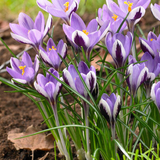 Bakker - 20 Crocus Spring Beauty - Crocus 'spring beauty' - Bulbes à fleurs