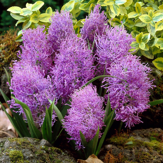 10 Muscaris plumeux - Bakker