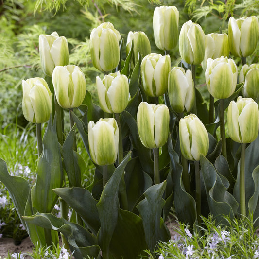 Bakker - 7 Tulipes Triomphe Green Spirit - Tulipa 'green spirit' - Bulbes à fleurs