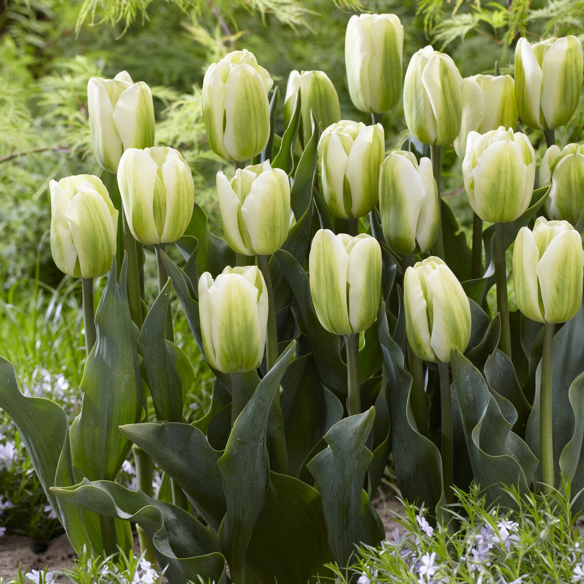 7 Tulipes Triomphe Green Spirit - Bakker