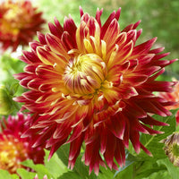 Bakker - Dahlia Akita - Dahlia akita - Bulbes à fleurs