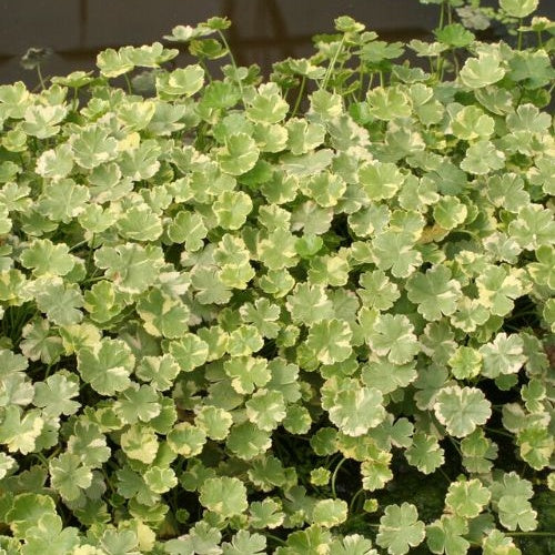 Écuelle d'eau panachée  - Hydrocotyle sibthorpioides 'Variegata' - Bakker