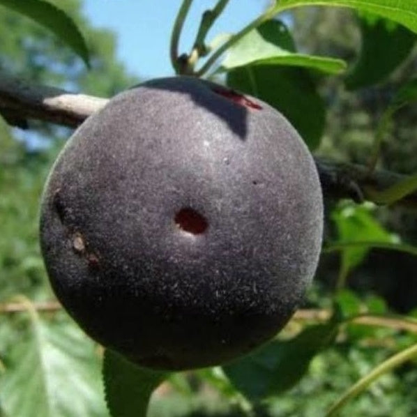 Abricotier noir Biricoccolo - Bakker