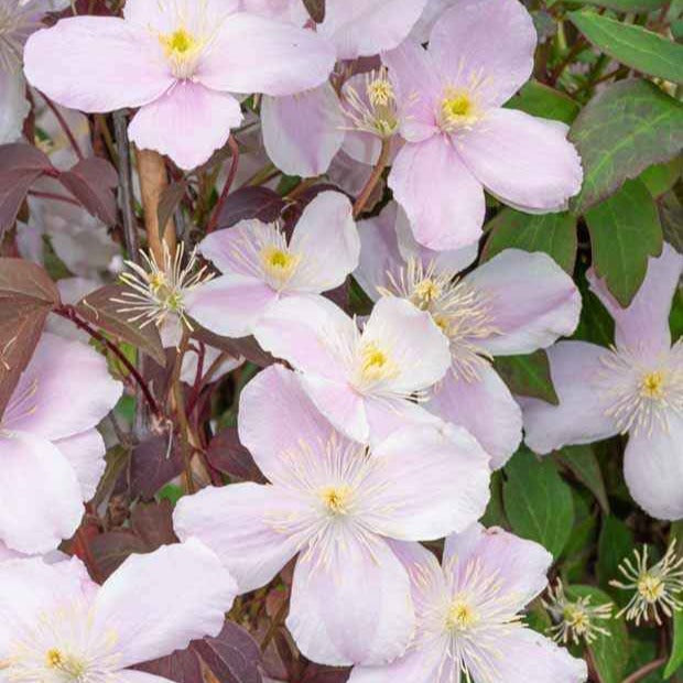 Vente Collection de 3 plantes grimpantes à floraisons abondantes